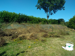 Photo de galerie - Chantier de débroussaillage après 