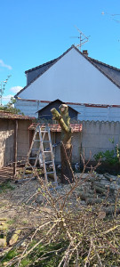 Photo de galerie - Elagage et coupe d'arbres