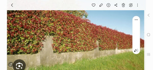 Photo de galerie - Après la coupe