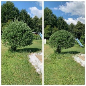 Photo de galerie - Taille de arbustes client satisfait