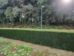 Photo de galerie - Cyprès 