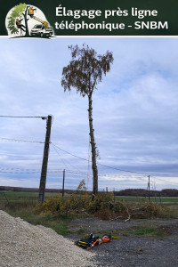 Photo de galerie - élagage boulot 