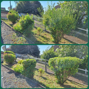Photo de galerie - Taille d'arbustes 