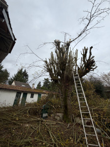 Photo de galerie - élagage 