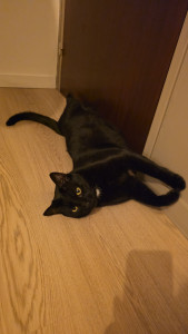 Photo de galerie - Ptite semaine de visites, jeux... avec 2 chats adorables