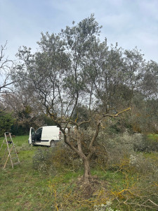 Photo de galerie - Entretiens et taille d’oliviers 