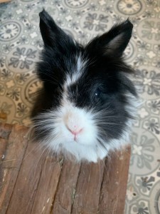 Photo de galerie - Garde animaux