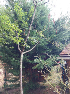 Photo de galerie - Elagage et coupe d'arbres