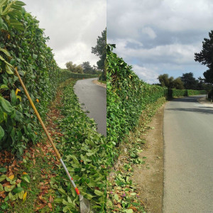 Photo de galerie - Taille de haie et évacuation 