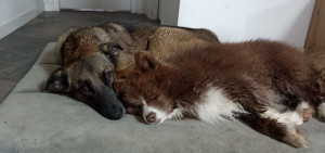 Photo de galerie - Sieste pour Nala et Wonka 
