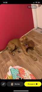 Photo de galerie - Garde chien