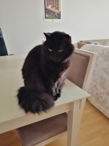 Photo de galerie - Garde chat