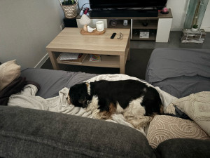 Photo de galerie - Ma petite mamie. Nala. ❤️. #Garder pour la 2ème fois.