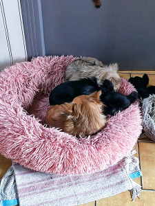 Photo de galerie - 3 chichis que j'ai gardés