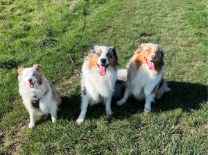 Photo de galerie - Garde animaux