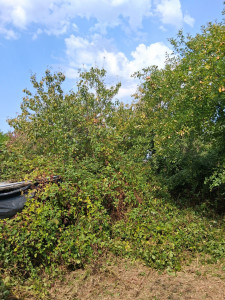 Photo de galerie - Debroussaillage ronces hautes d plus de 2 metres