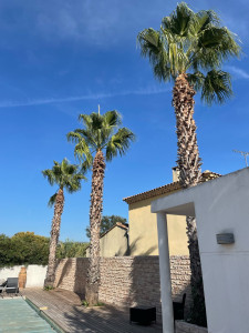 Photo de galerie - Nettoyage de palmes morte sur c’est 3 palmiers 