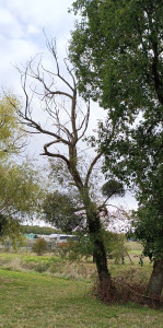Photo de galerie - Abbatage d'un arbre mort