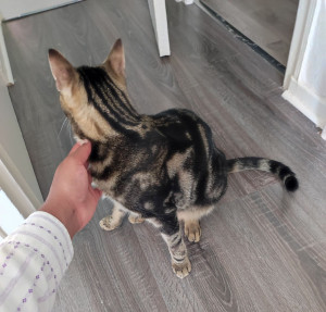 Photo de galerie - Visite à domicile d'animaux de compagnie. Garde possible également au domicile de la petsitter. 
