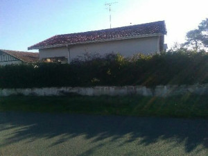 Photo de galerie - Haie a tailler 