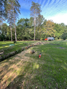 Photo de galerie - Elagage et coupe d'arbres