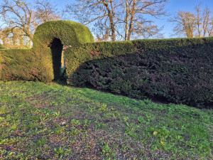 Photo de galerie - Taille d'une haie de cyprès 