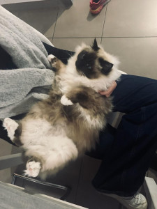 Photo de galerie - Yoda, vraiment stressé d’être sans ses maîtres ??