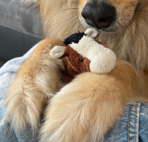 Photo de galerie - Le doudou a fait un heureux 