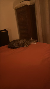 Photo de galerie - Jack lors de sa sieste 