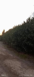 Photo de galerie - AVANT TAILLE