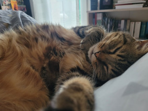 Photo de galerie - Gardée régulièrement 