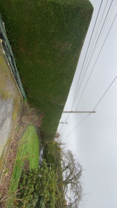 Photo de galerie - Taille de haie de l’année 