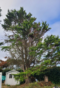 Photo de galerie - Elagage et coupe d'arbres