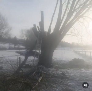 Photo de galerie - Elagage et coupe d'arbres
