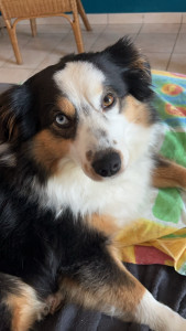 Photo de galerie - Berger australien 