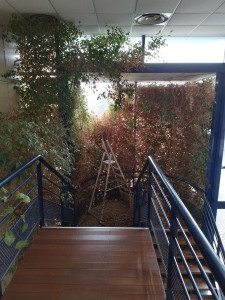 Photo de galerie - Ficus en intérieur qui n'avait pas été entretenu depuis plusieurs années. Nombreuses branches et feuilles mortes accumulées 