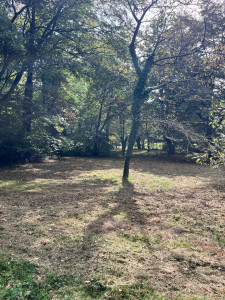 Photo de galerie - Débroussaillage de ronces