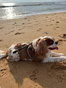 Photo de galerie - Garde chien