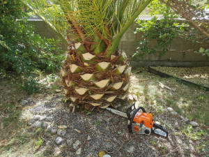 Photo de galerie - Taille palmiers Phoenix 