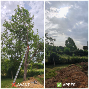 Photo de galerie - Élagage complet d'un arbre