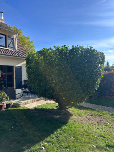 Photo de galerie - Rabattage d’un laurier 