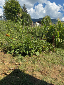 Photo de galerie - Résultat jardin permaculture. 