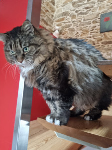 Photo de galerie - Garde chat