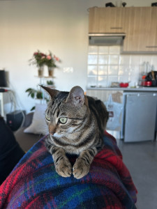 Photo de galerie - Lio, un jeune chat gardé pendant 5 jours, chouchouté toute au long de son séjour, séquence jeux, caresses, nourrissage  !! 