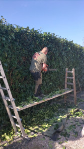 Photo de galerie - Bonjour besoin d'aide pour la taille de haie 
