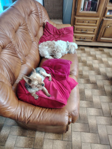 Photo de galerie - Noisette et Geisha à mon domicile 











