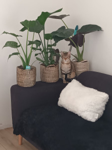 Photo de galerie - Garde animaux 