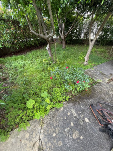 Photo de galerie - Débroussaillage