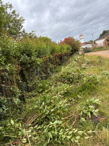Photo de galerie - Elagage et coupe d'arbres