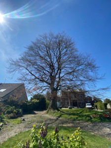 Photo de galerie - Taille de formation et de bois mort 